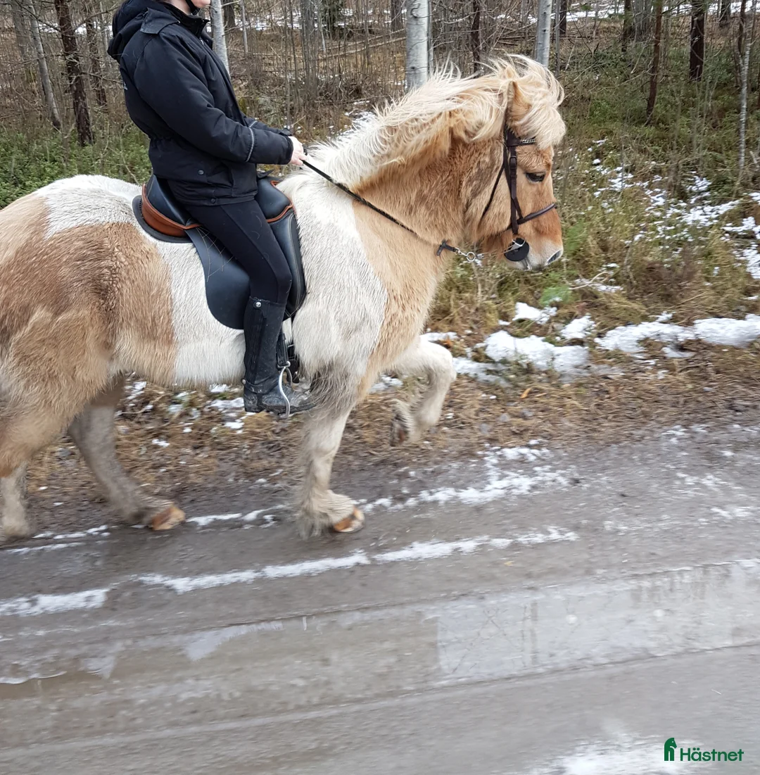 Island hästar till salu: Äldre islandsvalack till van ryttare  i Storvik - Annons 2
