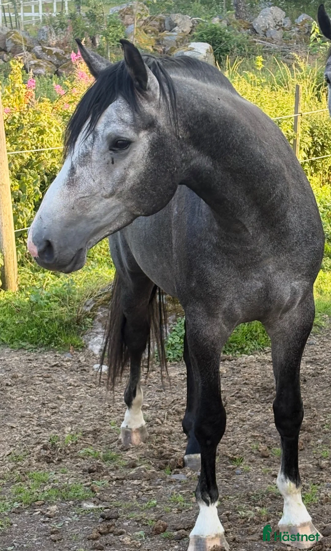 Allround hästar till salu: 3 årig valack  - Annons 2