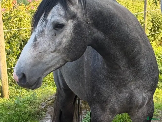 hästar till salu: 3 årig valack - Annons 2