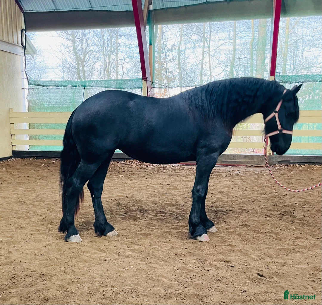 Allround hästar till salu: Vackert tillgivet friesersto i Grästorp - Annons 5