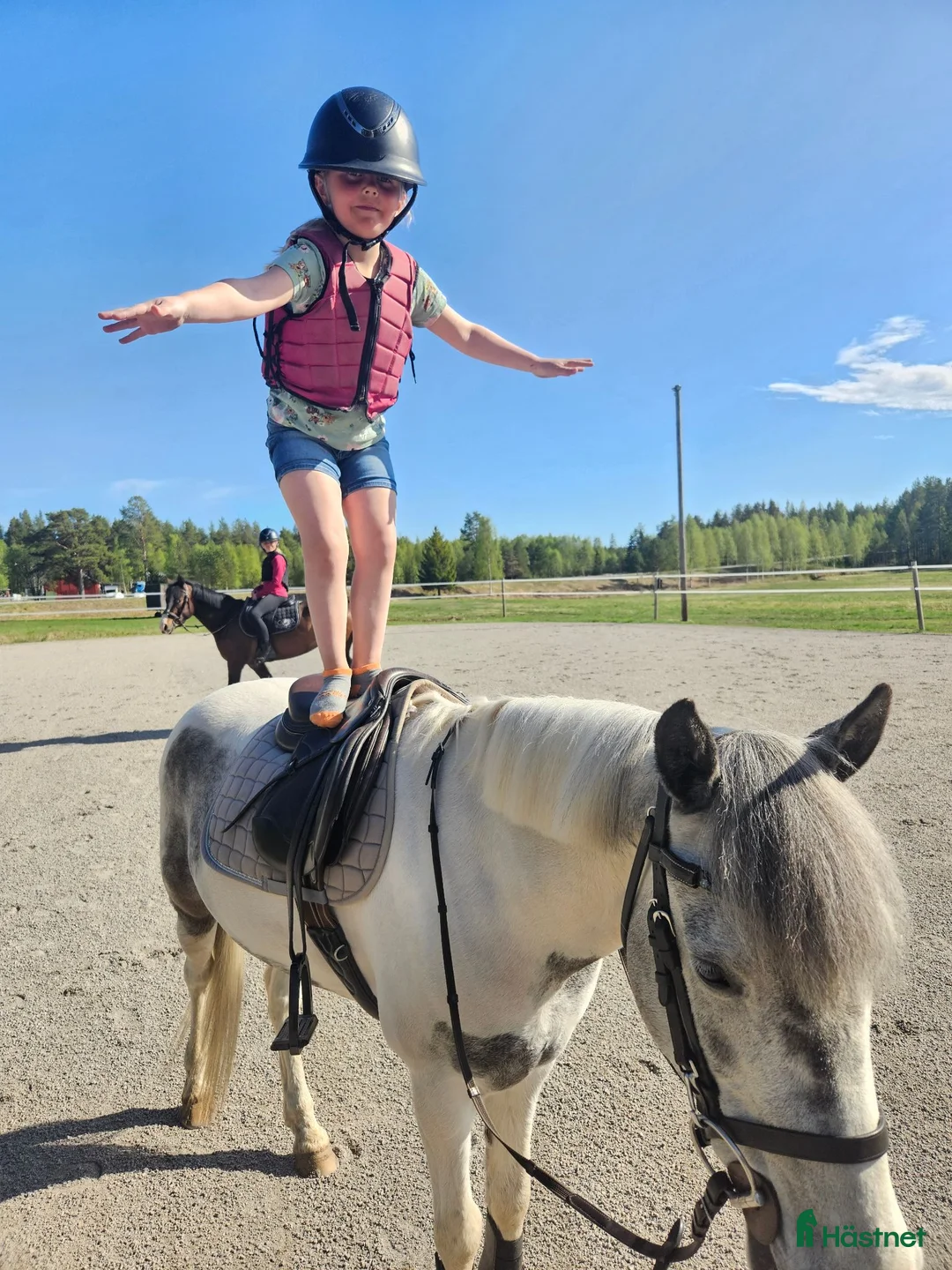 Hoppning hästar till salu: Fantastisk B-ponny! i Skellefteå - Annons 6