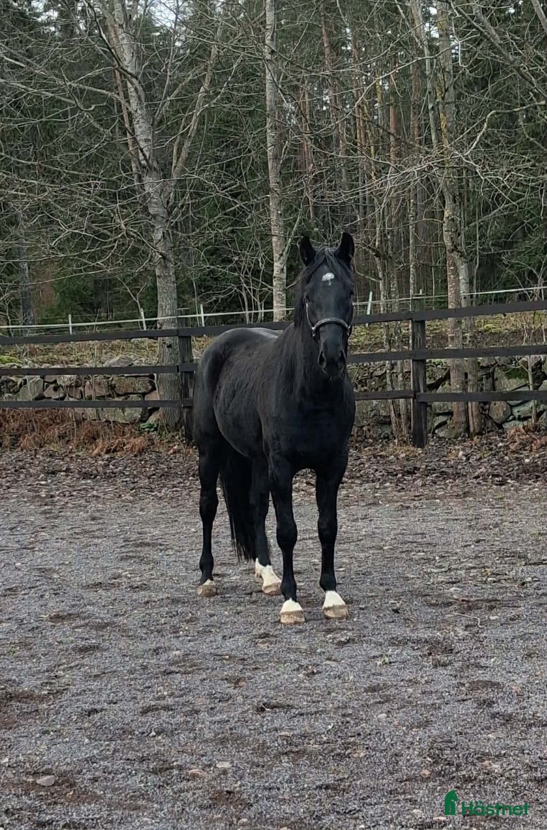 Hoppning hästar till salu: Hoppstammad halvblodsvalack i Lammhult - Annons 3