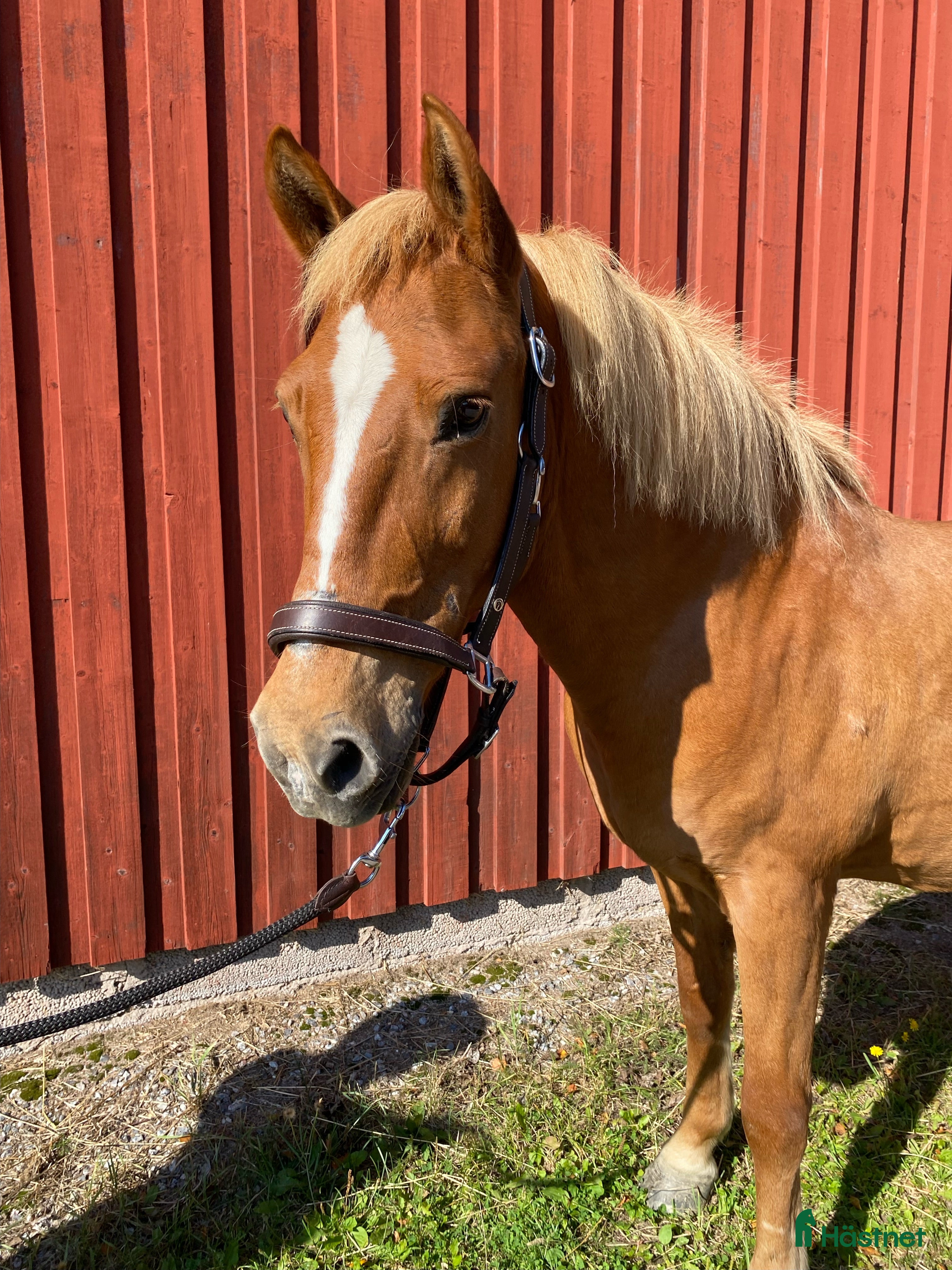  hästar BLACK FRIDAY!! Snygg c-ponny nu för 60 000 i Matfors - Annons 6