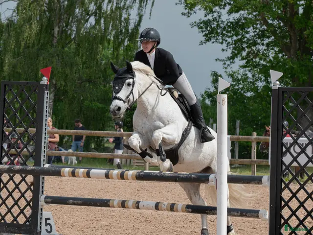 hästar Hoppglad D-ponny - Annons 14