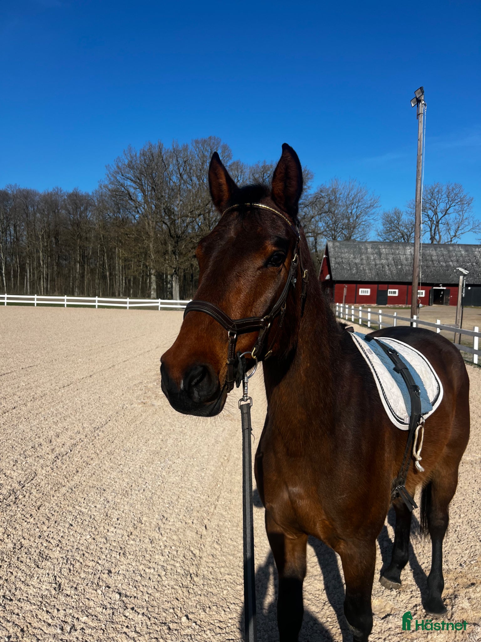  hästar Framtida hopphäst säljes - Annons 7