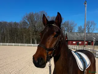 hästar Framtida hopphäst säljes - Annons 3
