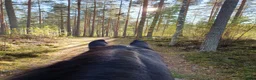 Dressyr hästar sökes: Häst sökes i Falun - Annons 1