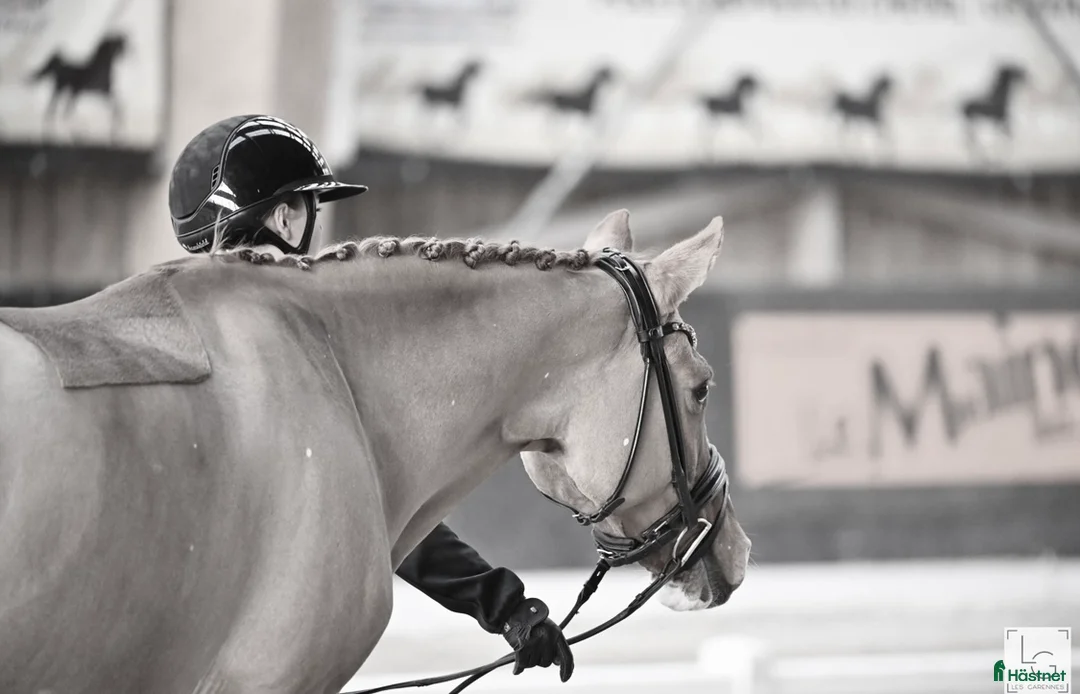 Galleribild {{count}}