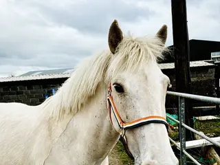 hästar Gorgeous Palomino gelding - Annons 17