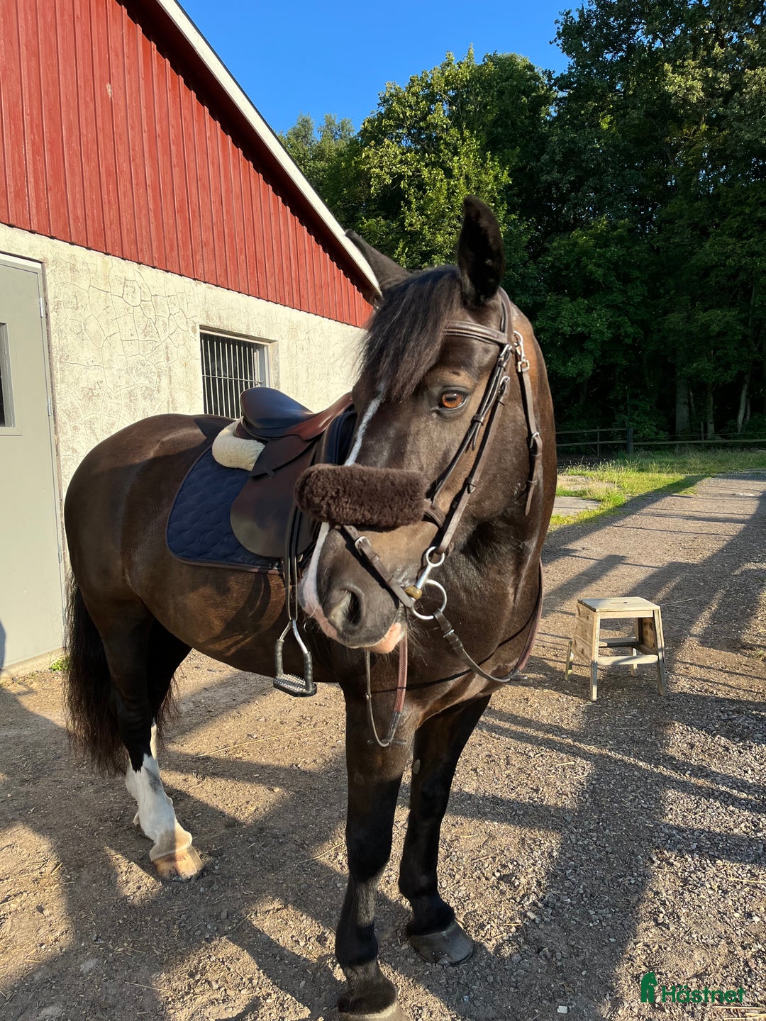 Hoppning hästar till salu: Charmig ponny med power i Viken - Bild 1