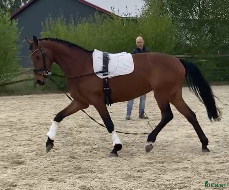  hästar Tillfälle!!! - Annons 4