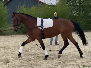 hästar Dressyrsto - Annons 18