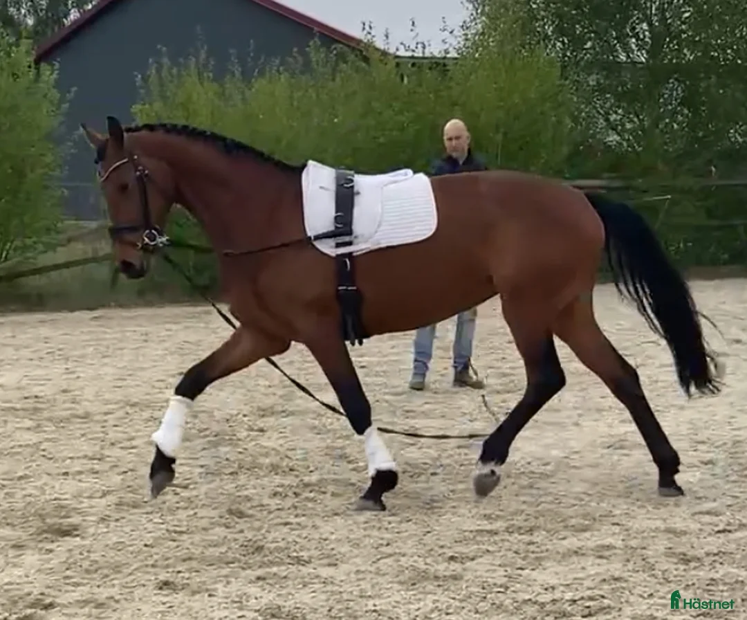 Dressyr hästar till salu: Tillfälle!!! - Annons 1