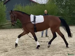 hästar Tillfälle!!! - Annons 4