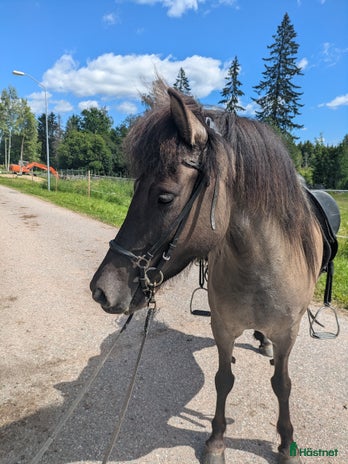 medryttarhäst sökes i Hedesunda - Annons 19