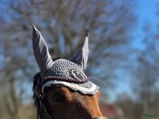 hästar Ponny med kapacitet - Annons 16