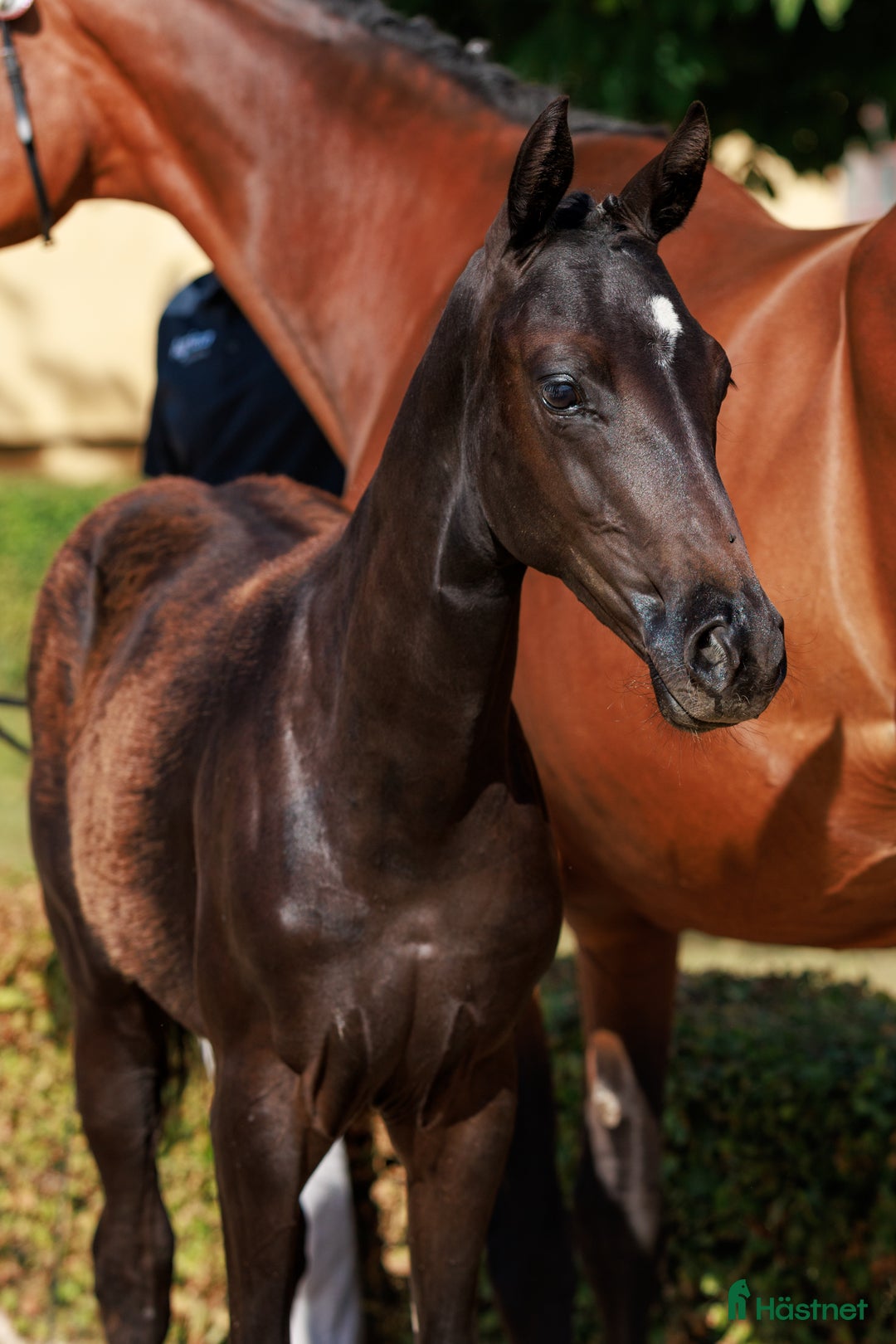 Dressyr hästar till salu: Svart stoföl e: Serious  i Broby - Annons 2
