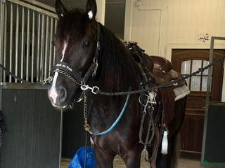 hästar Kallblodstravare/ridtravare i Rättvik - Annons 17