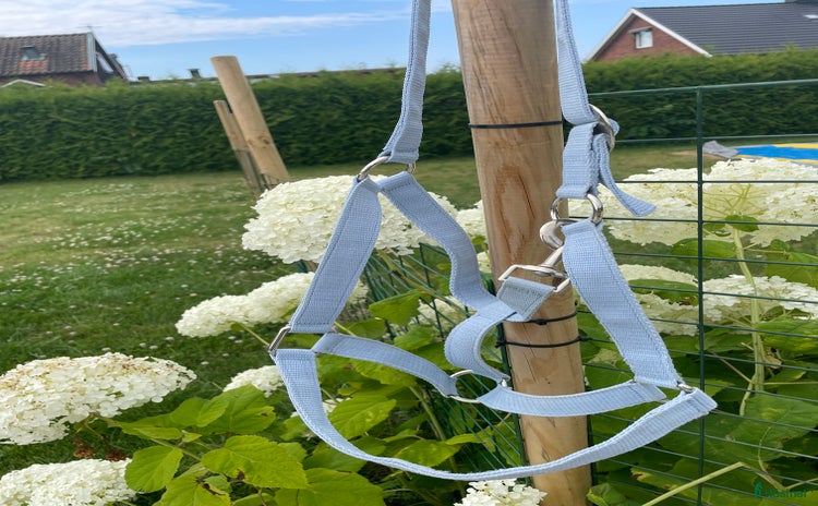 Träns hästutrustning till salu i Motala - Annons 15