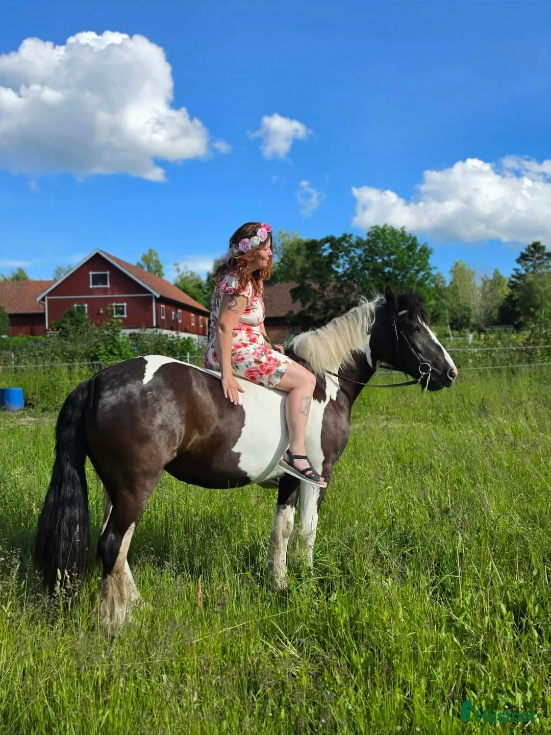 Allround hästar till salu: Underbart sto med personlighet - Annons 6