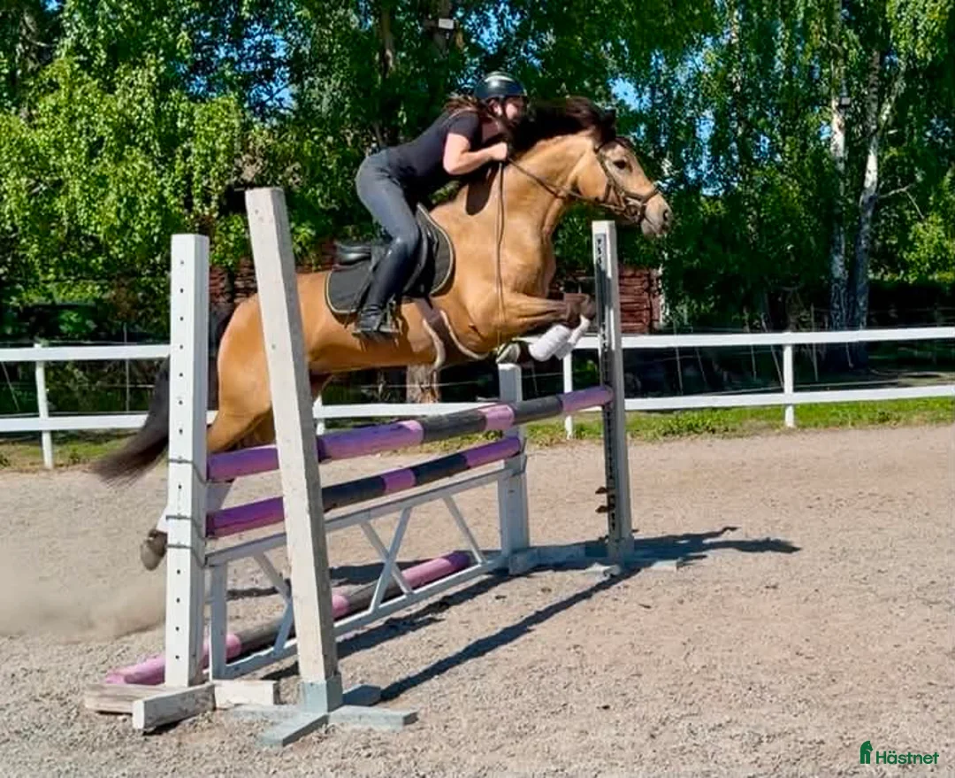 Allround hästar till salu: Lovande multitalang! Klinikbesiktad ua! - Annons 1