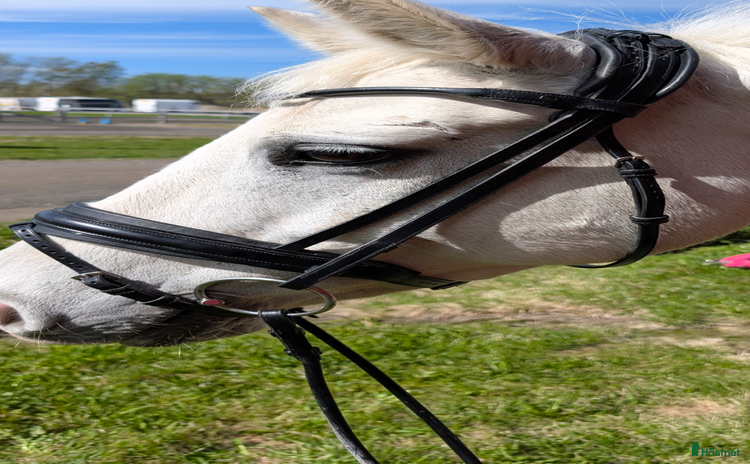 Träns hästutrustning till salu: The Equemist dressyrträns  i Haparanda - Annons 7