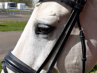 Träns hästutrustning till salu: The Equemist dressyrträns i Haparanda - Annons 2