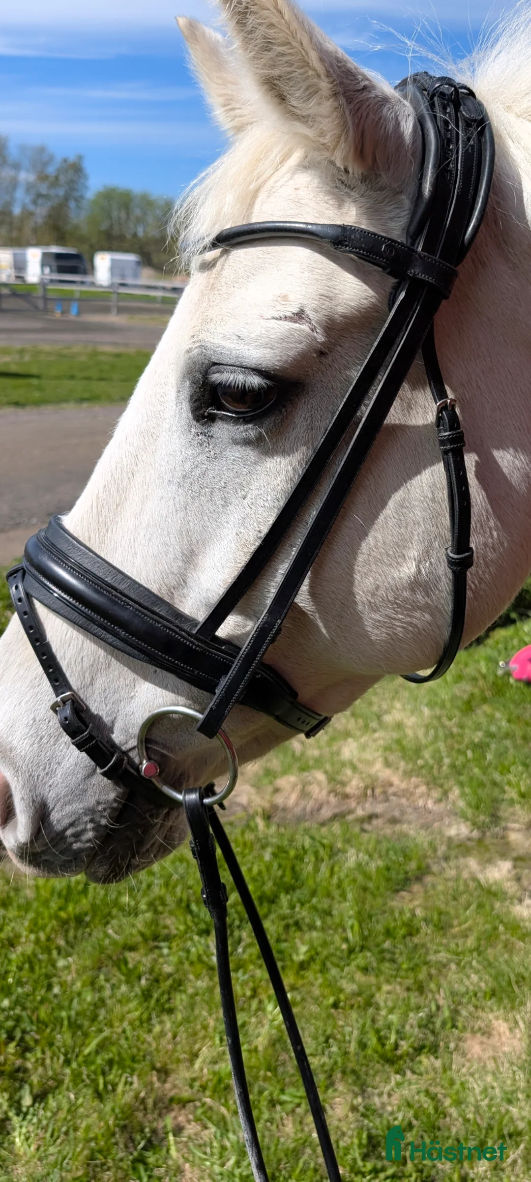 Träns hästutrustning till salu: The Equemist dressyrträns  i Haparanda - Annons 1