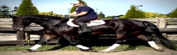 Allround hästar till salu: Rexon–10yo|170 Silesian Gelding|Family Horse - Annons 8