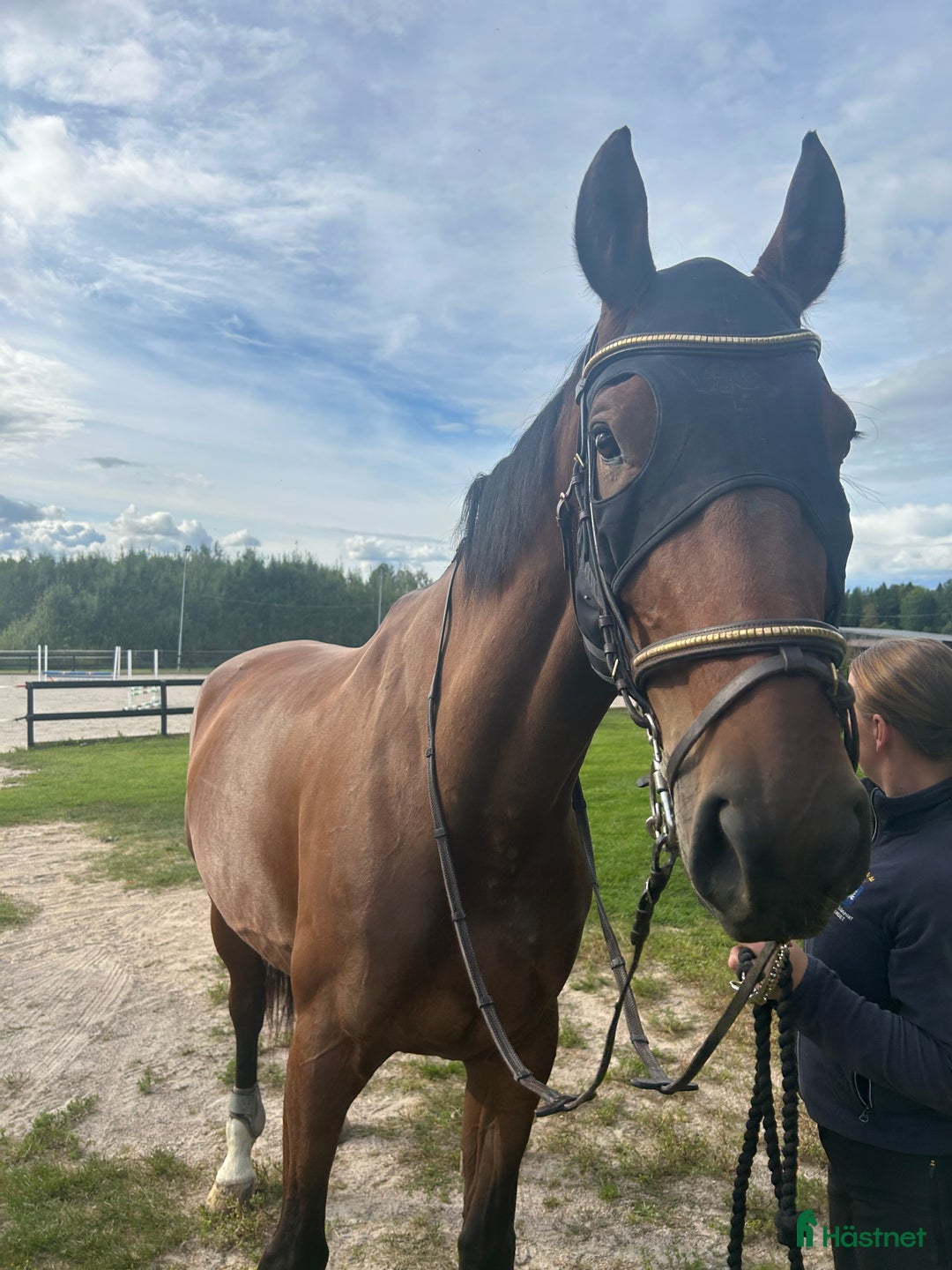 Övrig Hästutrustning hästutrustning till salu: Söker Cwd utrustning i Gävle - Annons 1
