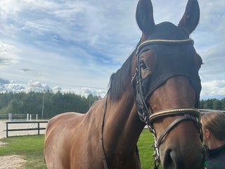 Övrig Hästutrustning hästutrustning till salu: Söker Cwd utrustning i Gävle - Annons 2