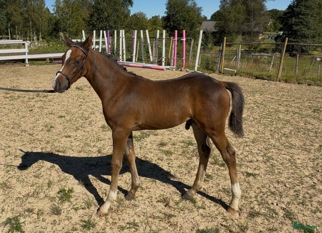 Allround hästar till salu: Superfin! i Agunnaryd - Annons 10