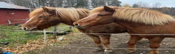  stallplats finnes: Stallplats finnes i Tungelsta, Haninge - Annons 1