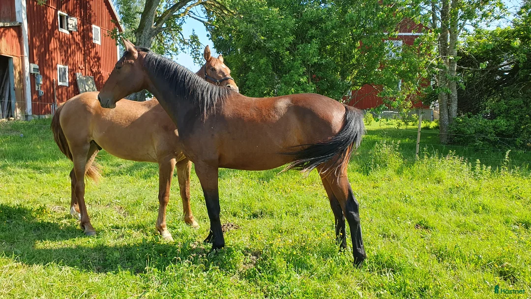 Hoppning hästar till salu:  Treåringar för hopp & fälttävlan - Annons 9