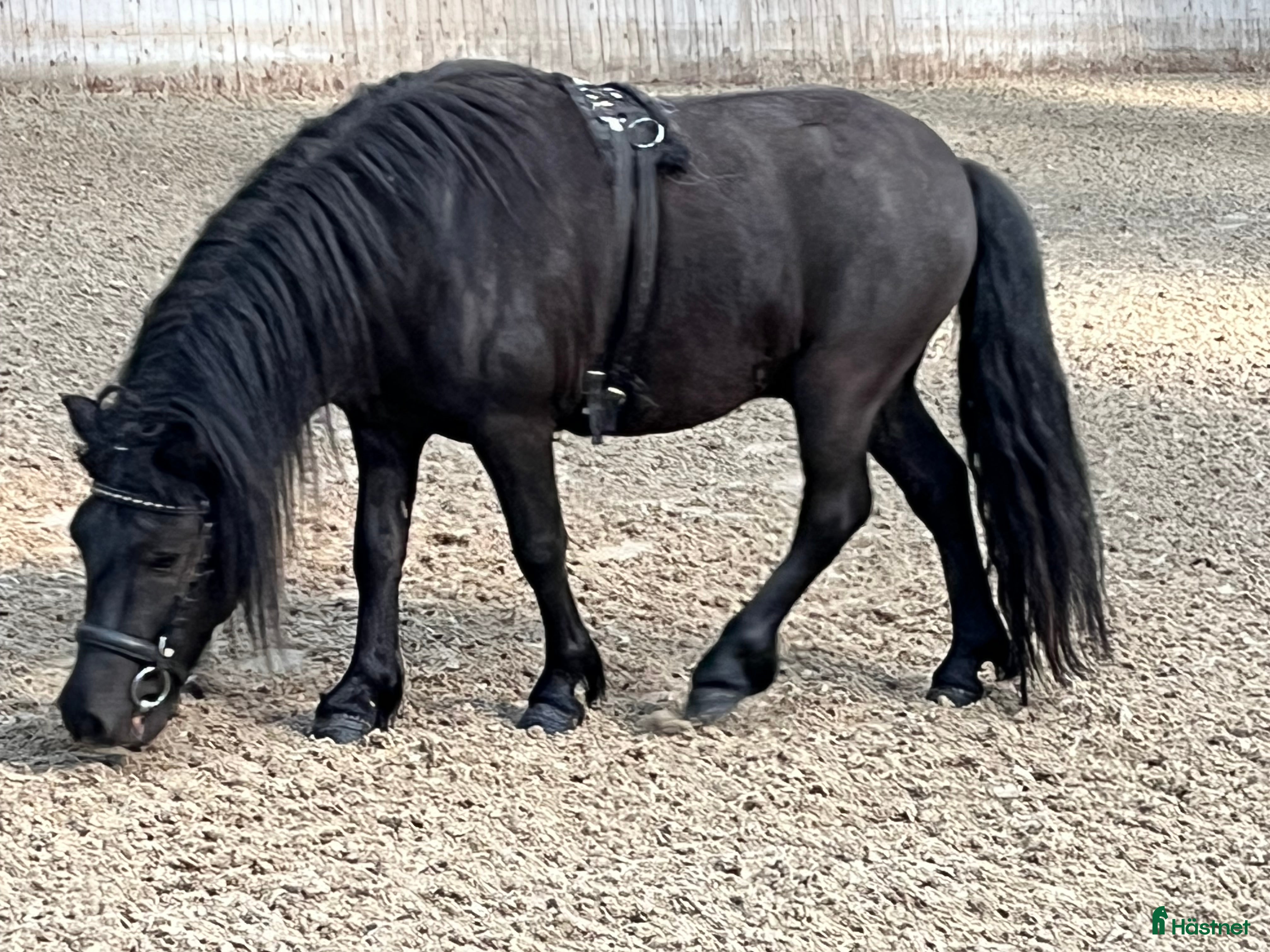  hästar Flot hingst, evt avlsemnr - Annons 3