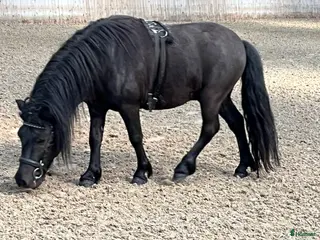 hästar Flot hingst, evt avlsemnr - Annons 3