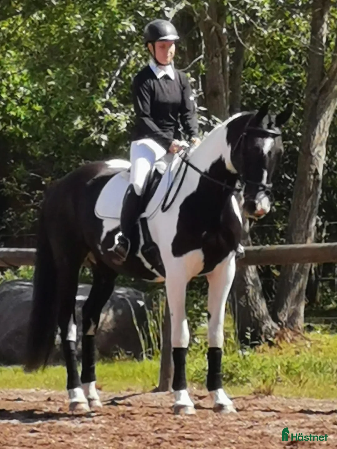 Avelshästar hästar till salu: Avelssto utlånas (RESERVERAD) i Torsås - Annons 3