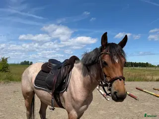 hästar Lovande ungponny - Annons 3