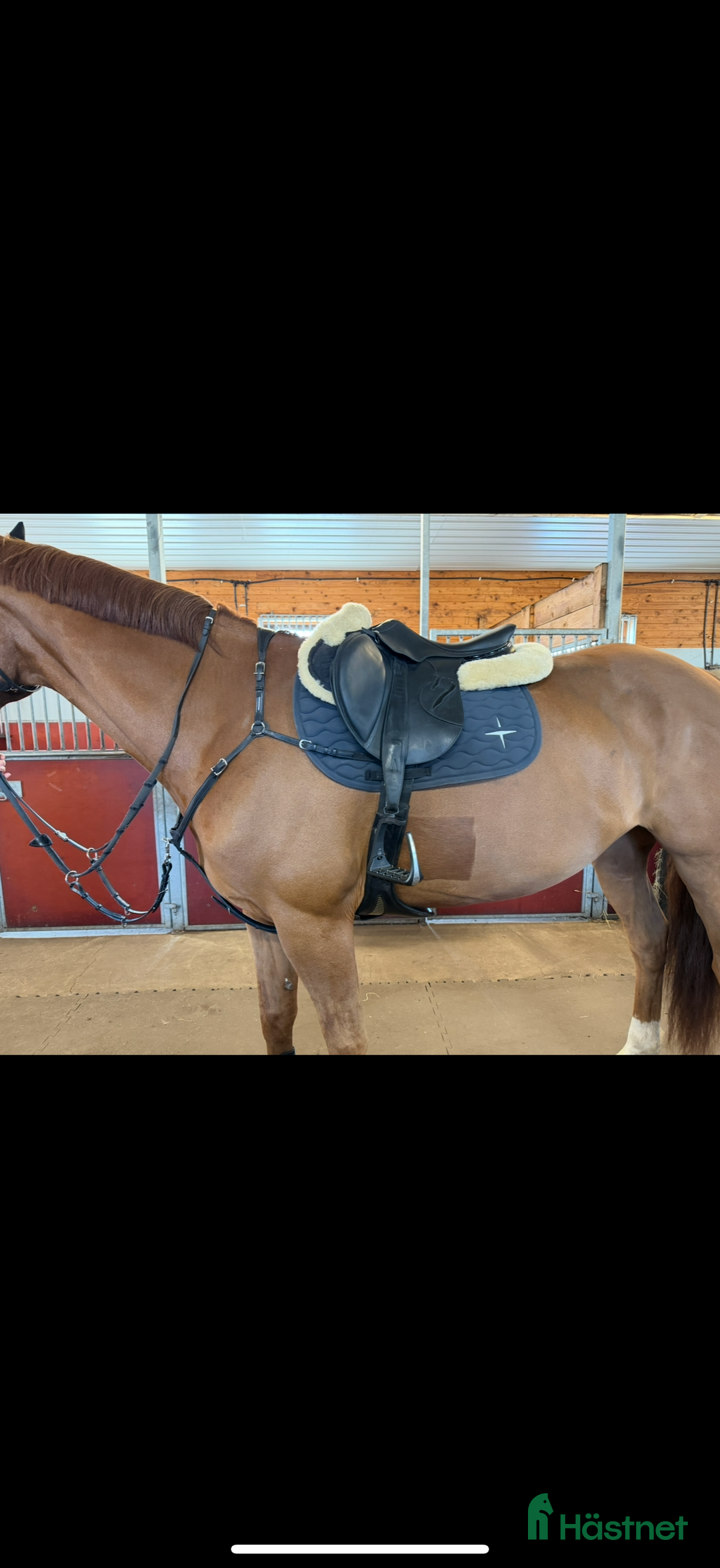 Schabrak & Vojlockar hästutrustning till salu: Trolle schabrak  i Karlskrona - Annons 1