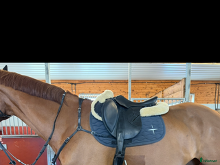 Schabrak & Vojlockar hästutrustning till salu: Trolle schabrak i Karlskrona - Annons 11