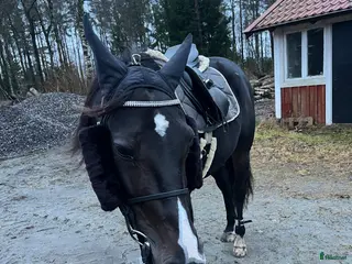 hästar Projekthäst - Annons 13