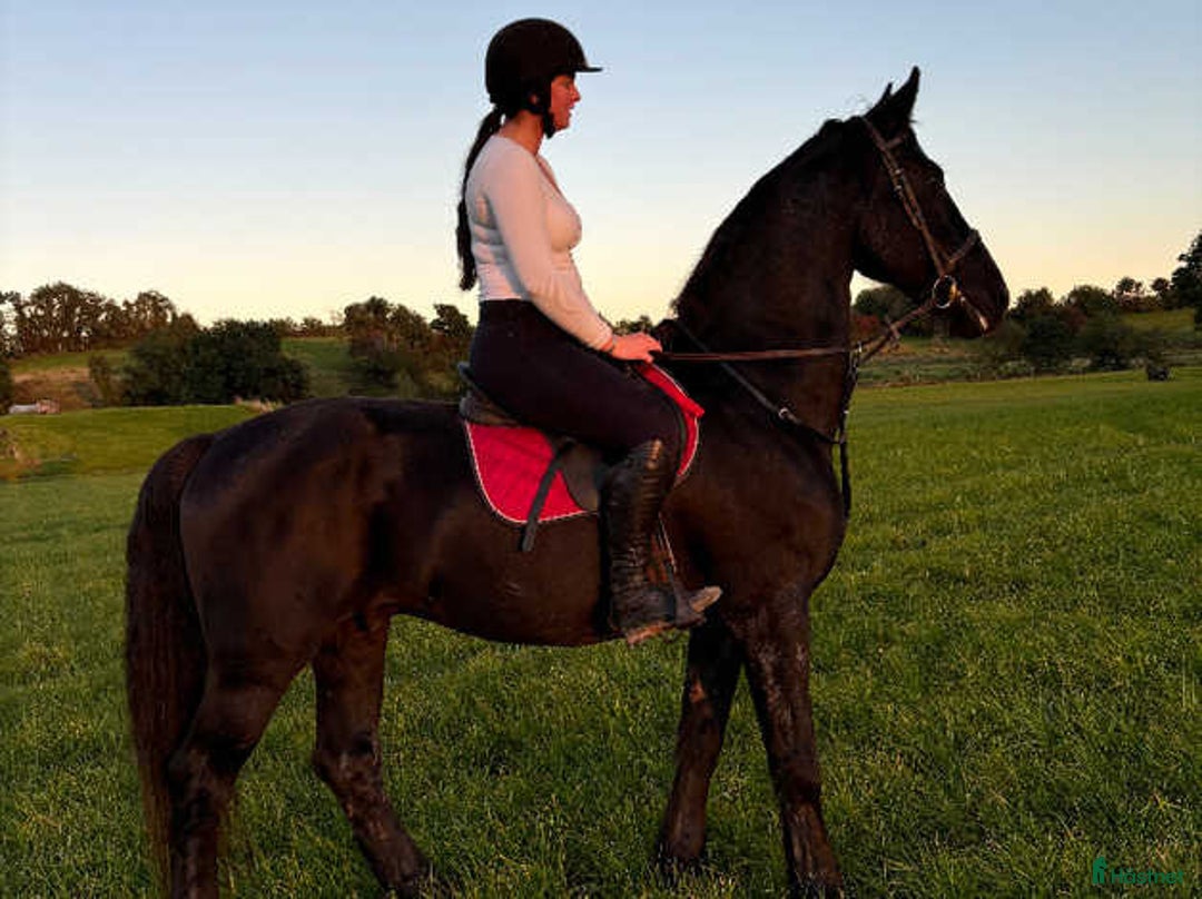 Hoppning hästar till salu: frieservalack i Fredriksberg - Annons 2