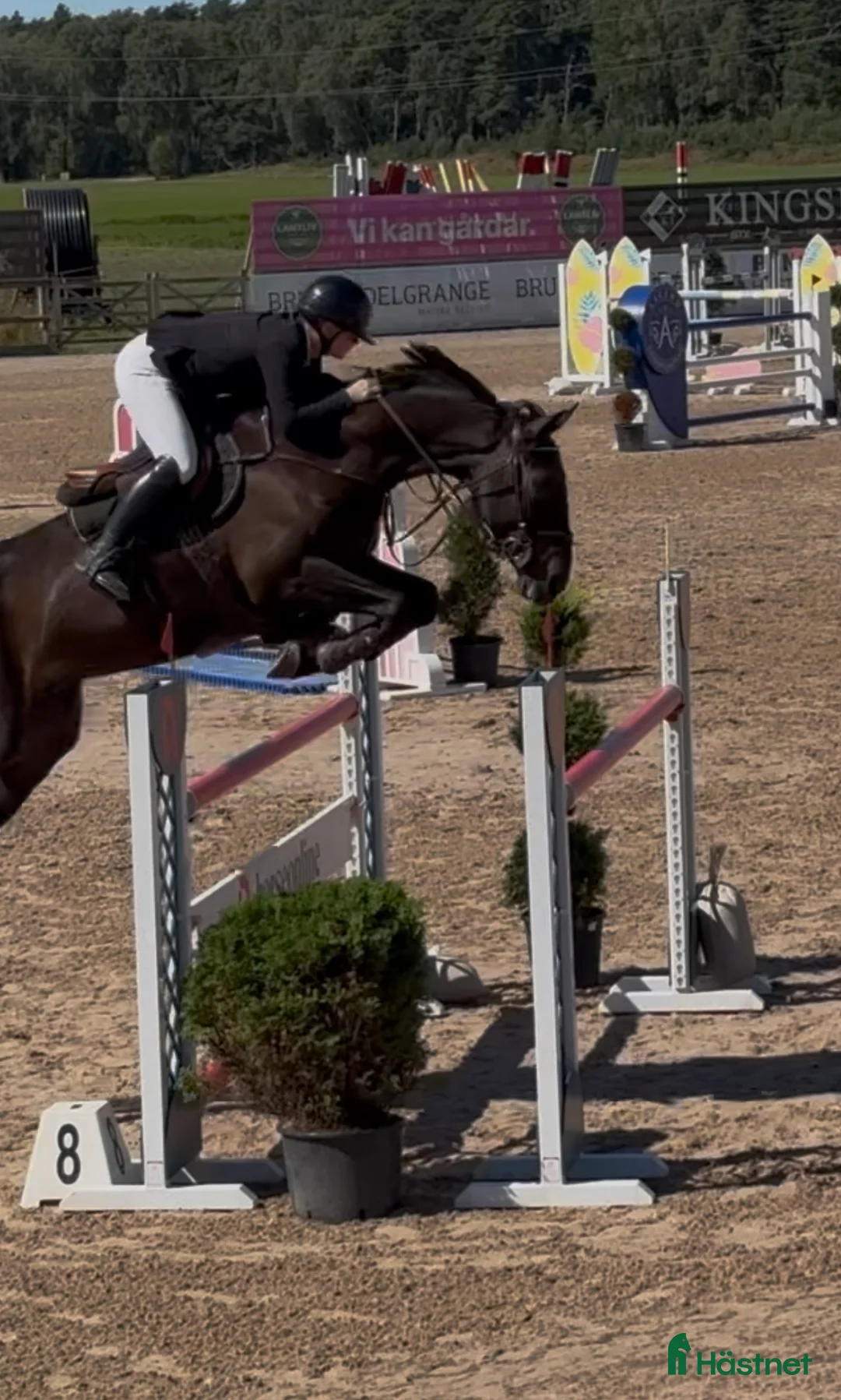  hästservice finnes: Plats för träning/ vidareutbildning & försäljninh - Annons 1