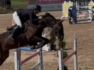 hästservice Plats för träning/ vidareutbildning & försäljninh - Annons 8