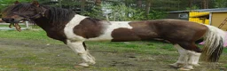 Allround hästar till salu: 5 Paso Fino ston/hingstar, en, fler el. foder - Annons 17