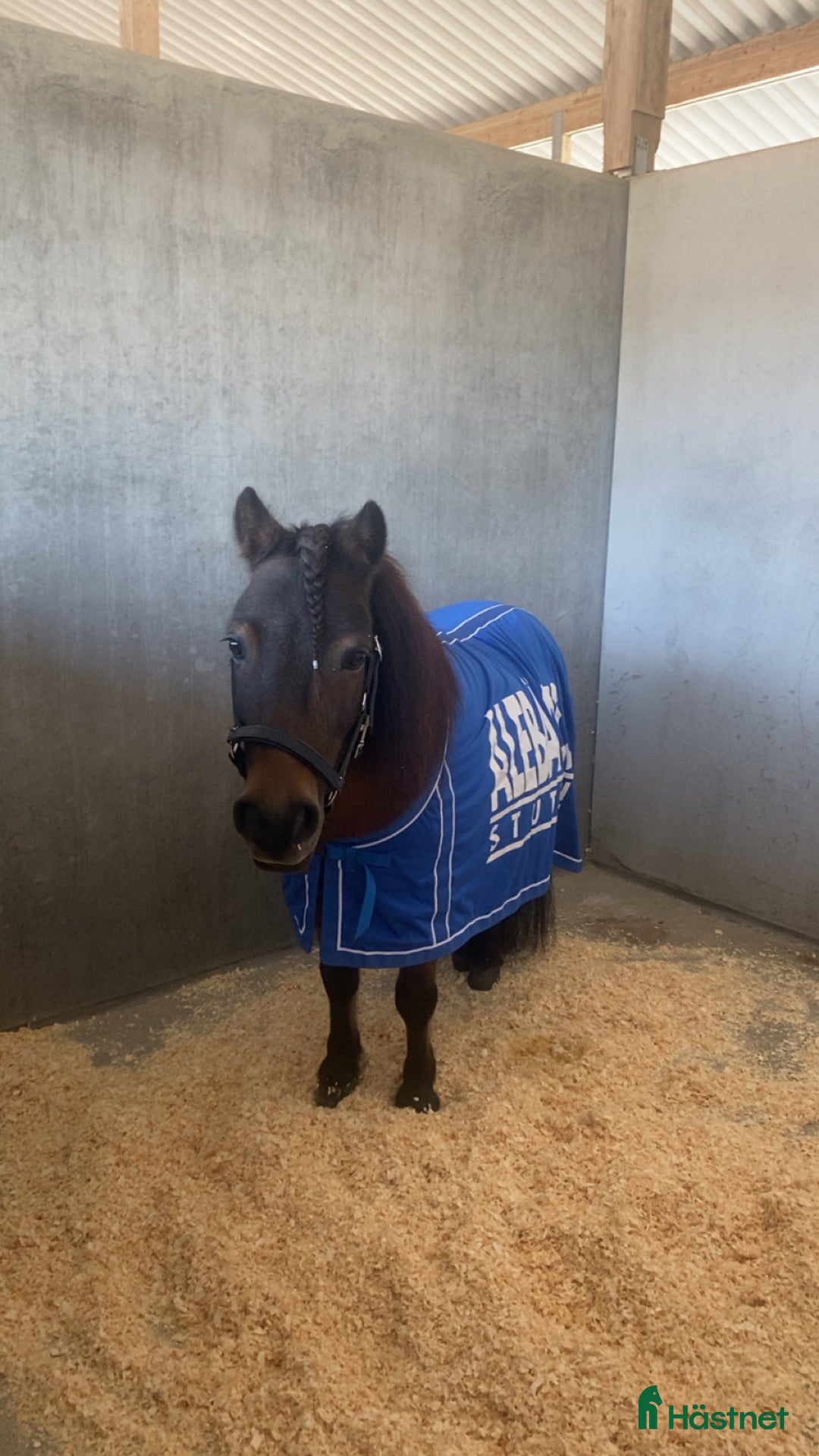 Trav hästar till salu: Travponny med stora utvecklingsmöjligheter  i Asarum - Annons 3