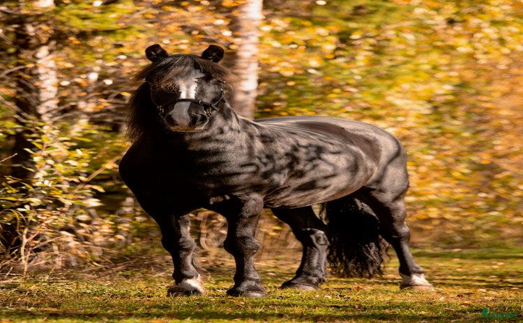  hästar i Luleå - Annons 1