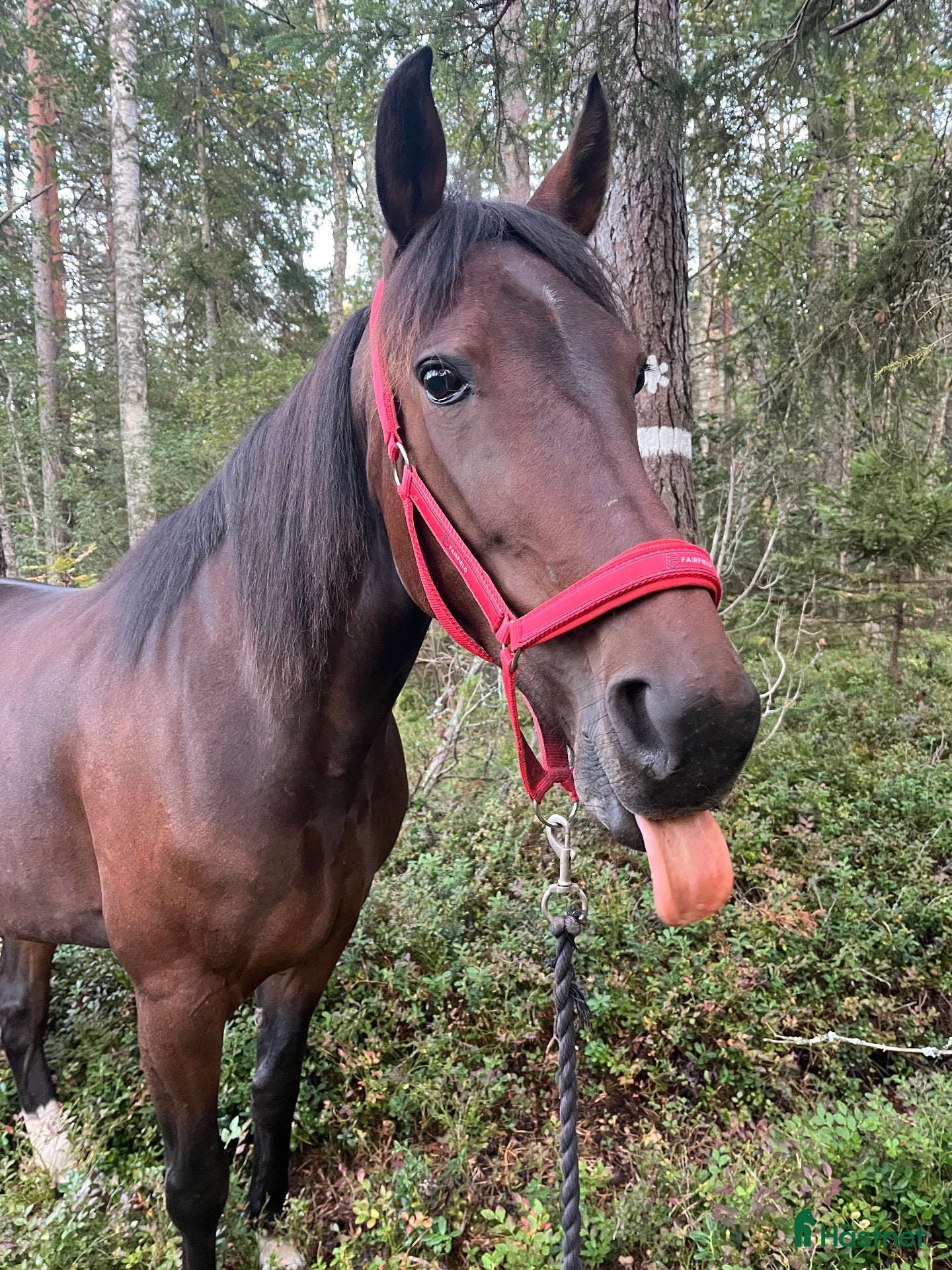  hästar till salu: Oslipad diamant🤎 - Annons 1