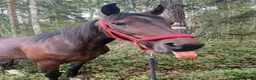 Allround hästar till salu: Oslipad diamant🤎 - Annons 1