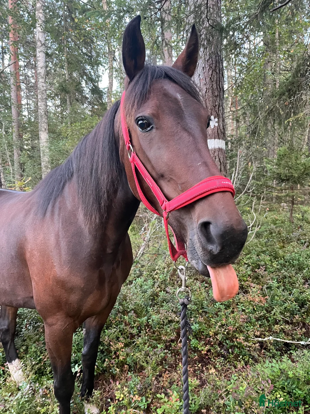 Allround hästar till salu: Oslipad diamant🤎 - Annons 1
